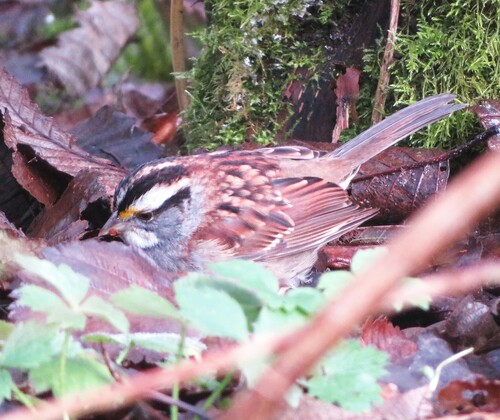 White-throated Sparrow photographed in Washington