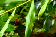 Hydrobasileus croceus