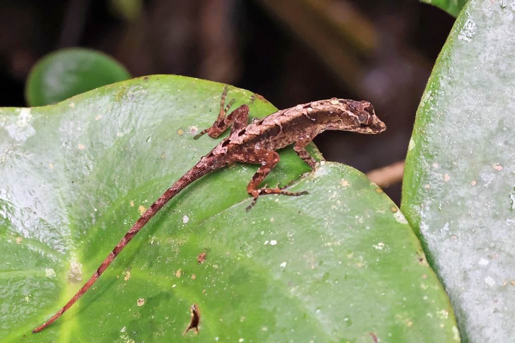 Humble Anole from Rancho Naturalista, Cartago Province, Tayutic, 30508 ...