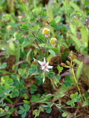 Geissaspis cristata tenella