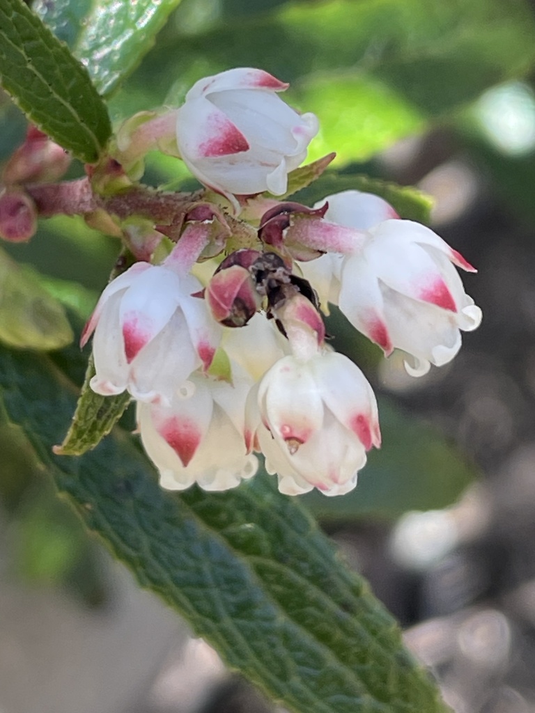 copperleaf snowberry