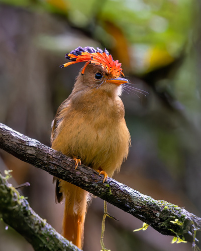 Atlantic Royal Flycatcher (Onychorhynchus swainsoni)