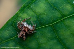 Portia labiata