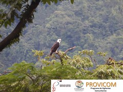 Spizaetus melanoleucus