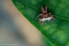Portia labiata