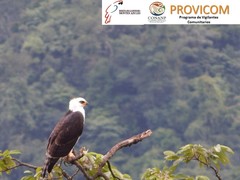 Spizaetus melanoleucus