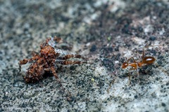 Portia labiata