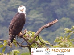 Spizaetus melanoleucus