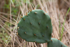 Opuntia humifusa