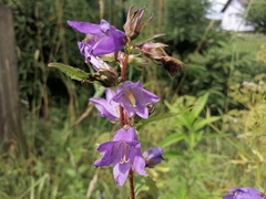 Campanula trachelium