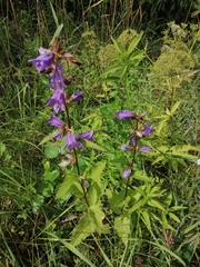 Campanula trachelium
