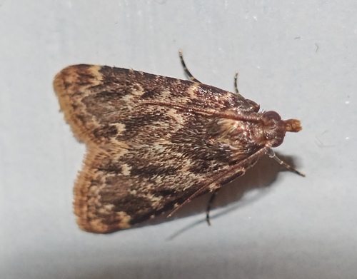 Stored grain moth