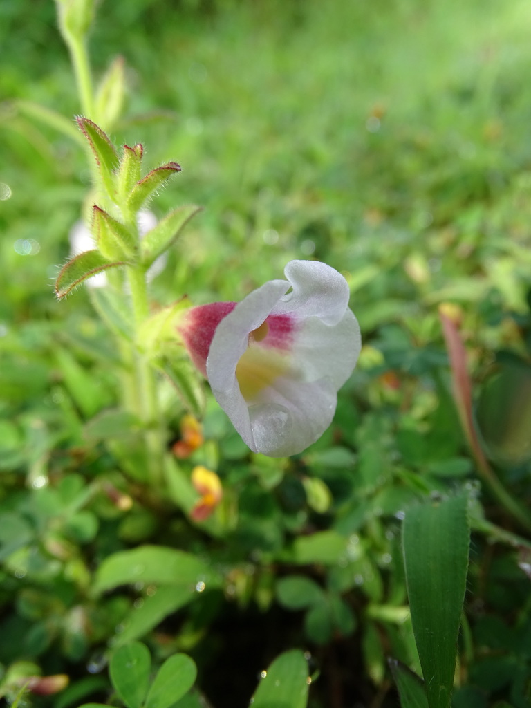 Centranthera indica