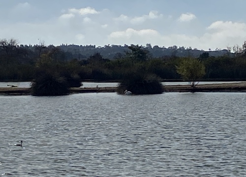 iNaturalist observation photo of American White Pelican