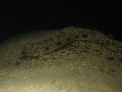 Favonigobius reichei