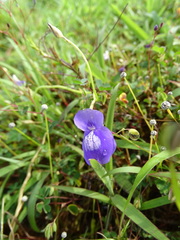 Utricularia reticulata