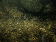 Glossogobius giuris