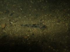 Glossogobius olivaceus