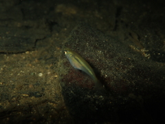 Oryzias curvinotus