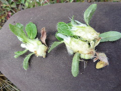 Aulacidea subterminalis