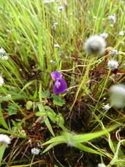 Utricularia reticulata