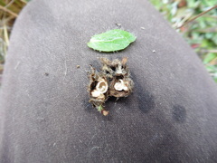 Aulacidea subterminalis