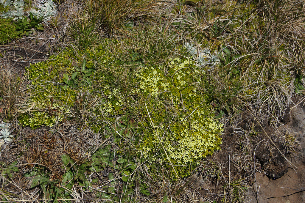Stackhoue Flower alpine Stackhousia from Falls Creek VIC 3699, Australia on November 16 ...