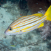 Spanish Flag Snapper - Photo (c) David R, some rights reserved (CC BY-NC), uploaded by David R