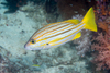 Spanish Flag Snapper - Photo (c) David R, some rights reserved (CC BY-NC), uploaded by David R