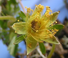 Geum pentapetalum