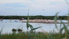 Pelecanus onocrotalus
