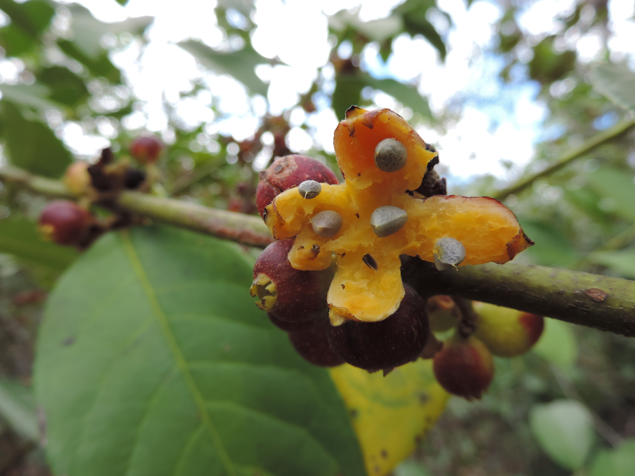 Siparuna guianensis