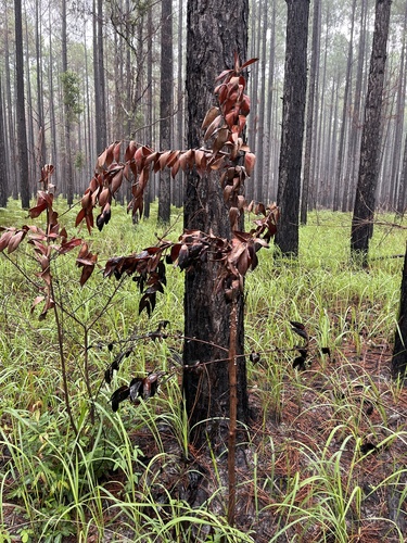 Agathis robusta
