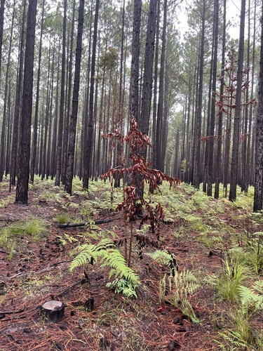 Image of Agathis robusta by no rights reserved