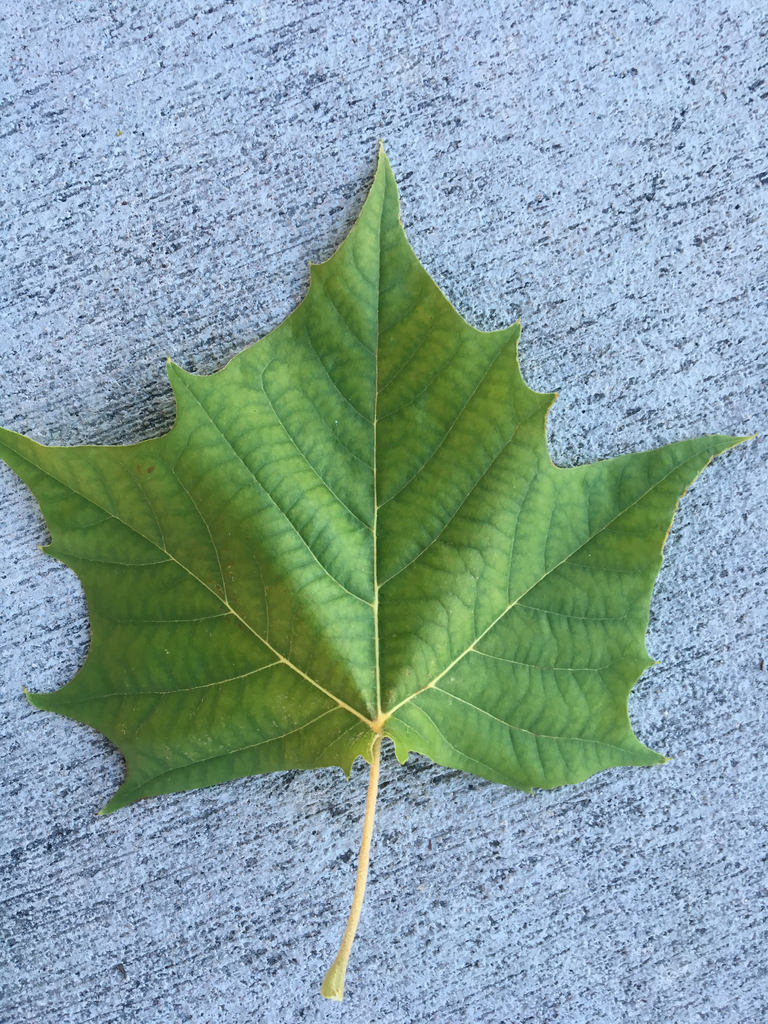 American Sycamore Tree Leaves American Sycamore Tree Leaves