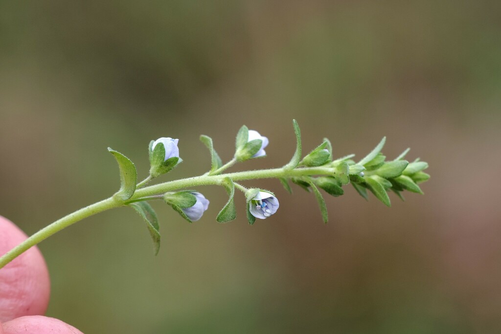Vic Speedwell thyme-leaved speedwell from Gilderoy VIC 3797, Australia on November 26 ...