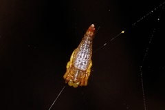 Arachnura