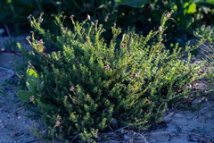 Jamesbrittenia albomarginata