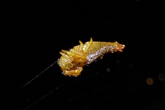 Arachnura