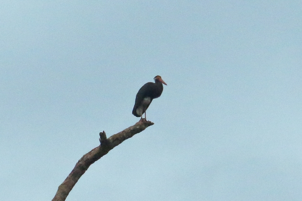 Storm's Stork in November 2024 by Akhsan Baihaqi · iNaturalist