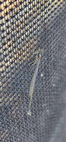 Florida Bluet photo 3