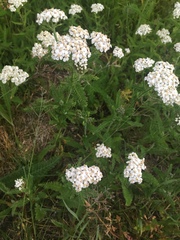 Achillea millefolium image