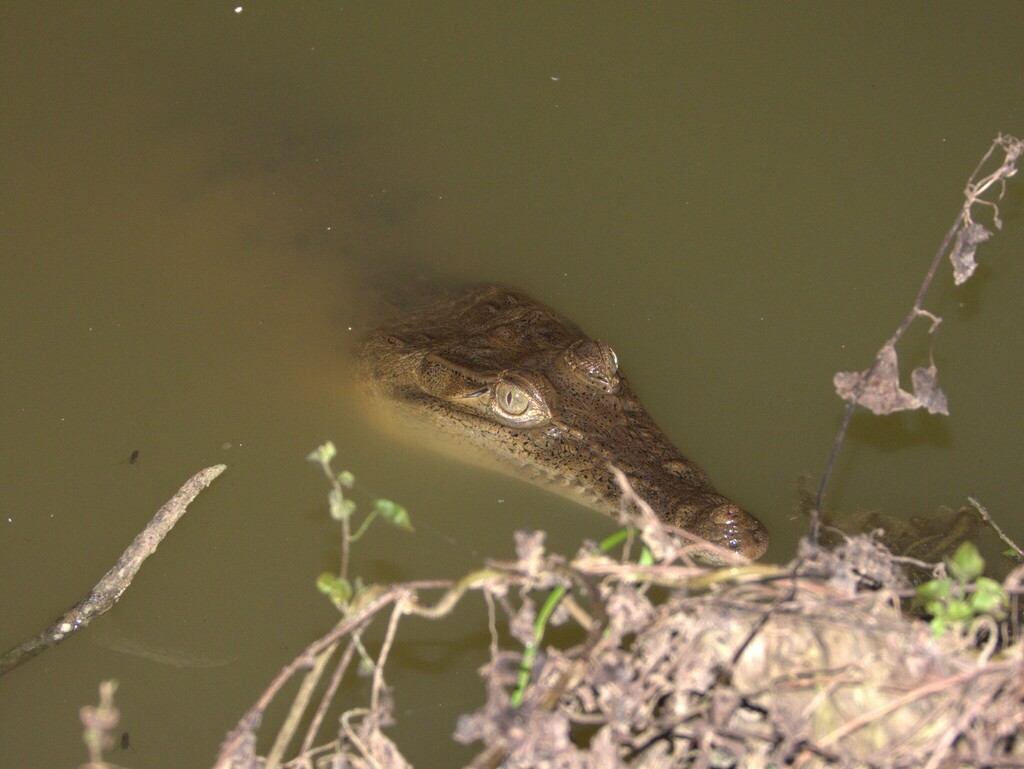 New Guinea Crocodile (Crocodylus novaeguineae)