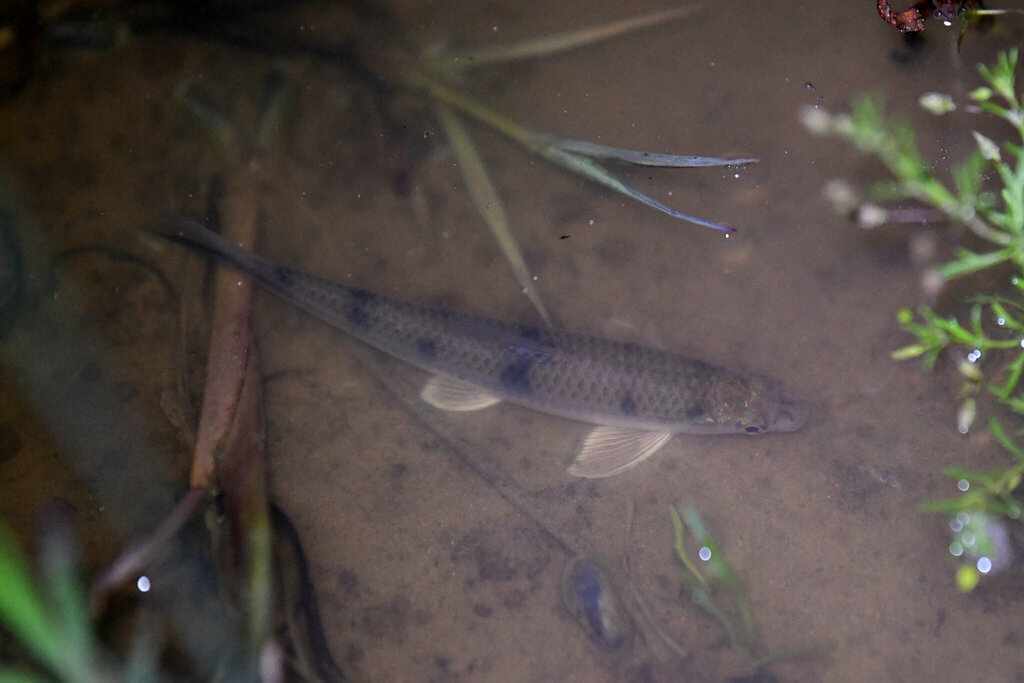 Darter characine (Apareiodon affinis) — Parodontidae