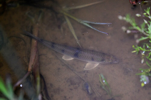 Darter characine (Apareiodon affinis) — Parodontidae