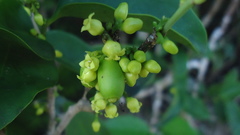 Schoepfia brasiliensis