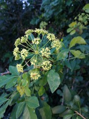 Heteromorpha arborescens
