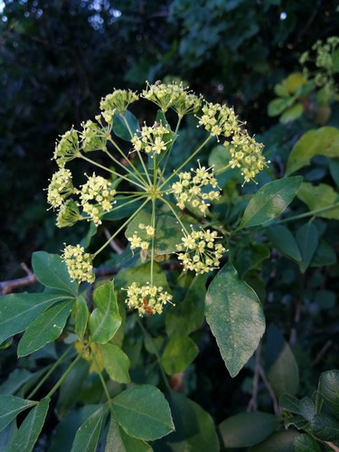 parsleytree