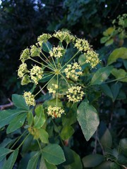 Heteromorpha arborescens