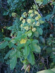 Heteromorpha arborescens
